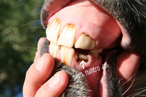 What Is Two Tooth Lamb at Rose Slaughter blog