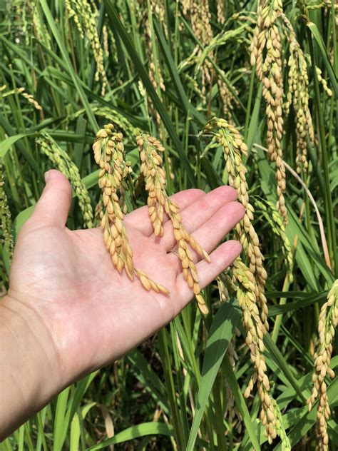 Growing rice – Artofit