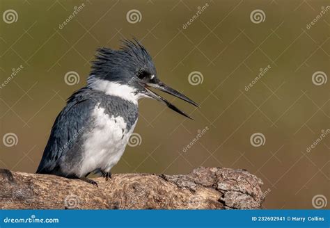 Belted Kingfisher on a Perch in Florida Stock Image - Image of belted, fishing: 232602941