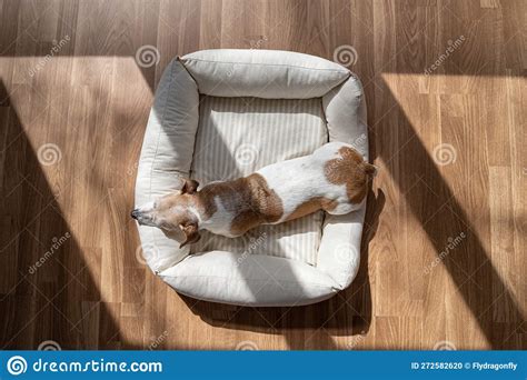 Is It Good For Dogs To Sleep On Floor at Andrew Leichhardt blog