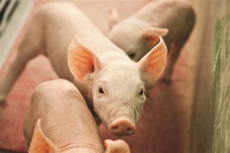 Soybean Meal or Crystalline Amino Acids in Diets for Growing Pigs: Impact on Diet Net Energy ...