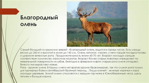 Животные Крыма - презентация онлайн