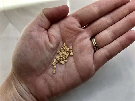 How to save pepper seeds - Home for the Harvest