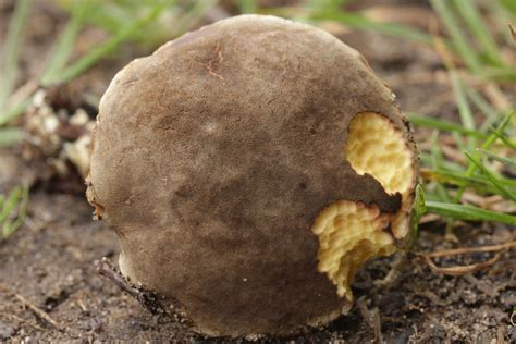 Xerocomellus pruinatus: The Ultimate Mushroom Guide