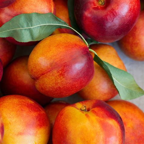 Learn About Nectarines And How To Use Them, 51% OFF