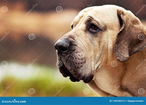 Fila Brasileiro Dog Portrait, Autumn Scene Stock Image - Image of folds ...