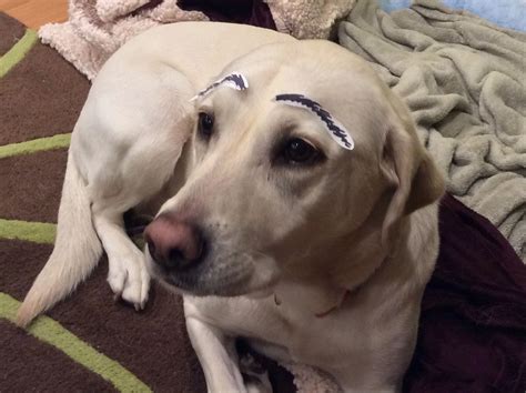 Sharpie Eyebrows Dog