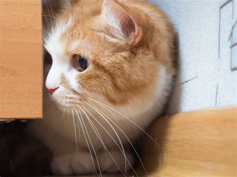 Can Cats Have Autism? 4 Best Ways To Determine Autism Revealed!