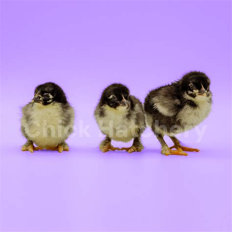 French Black Marans Chickens | Chick Hatchery