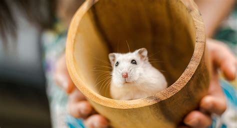 Unlocking the Cuteness And 20 Fun Facts About Hamsters! - List of Facts