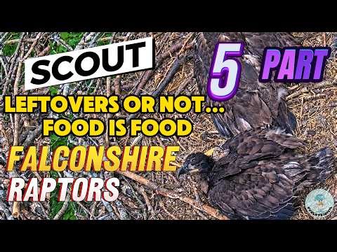 SCOUT FINISHES THE DAY STRONGER 🦅 FALCONSHIRE RAPTORS 🦅 5/19/ 26 PART 5