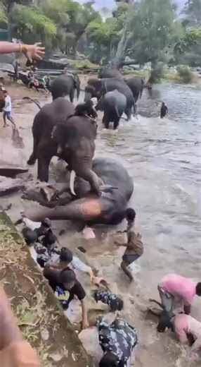 WATCH: A tourist woman was killed during an elephant bathing session at the popular Dubare safari camp in India.Visitor from Chennai became trapped between two elephants that suddenly started fighting in the river during a tourist attraction event.one elephant struck the other with its tusk, causing the animal to lose balance and collapse onto the woman. She suffered severe head injuries and later died in hospital.