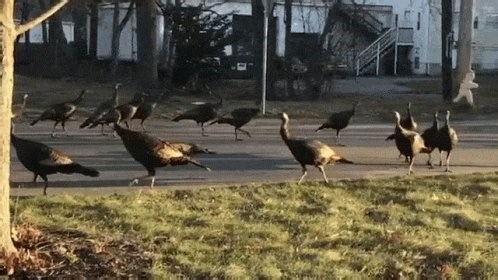 Is a turkey flying over your head a sign of good luck? Anyone know? lol