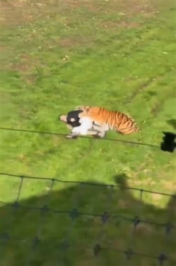 Another heartbreaking clip appears to capture the final moments of a man's life after he entered a tiger enclosure at Yorkshire Wildlife Park in England. Police say he climbed into the enclosure at around 1:35 p.m. on Saturday, where he was attacked by a tiger. Despite the rapid https://t.co/wEeeOZOsJ8