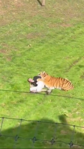 A man was reportedly mauled by a tiger at a park in Yorkshire, Britain.According to a police report, despite efforts to rescue him, the man reportedly d!ed. https://t.co/gADmr16Ro7
