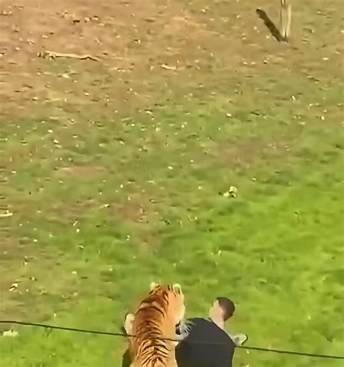 A MAN DIED AFTER ENTERING A TIGER ENCLOSURE AT YORKSHIRE WILDLIFE PARK NEAR DONCASTER, ENGLAND. HE WAS ATTACKED BY THE TIGER AND DIED AT THE SCENE. THE TIGER WAS UNHARMED AND POSED NO WIDER RISK TO THE PUBLIC. 🐅💀#YorkshireWildlifePark #TigerAttack https://t.co/MV55MZKJQG
