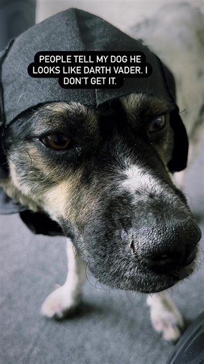 People tell him he looks like Darth Vader. I don’t get it. 😂😂😂 #starwars #dog #rescuedog | 2 Traveling Dogs