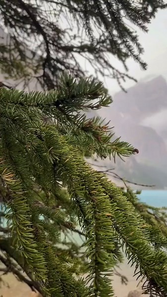 the Canadian Rockies in Alberta 🏞️✨ #alberta #canadianrockies #therockies #rockymountains #mountains #mountain #banff #lakelouise #morrainelake #explorealberta #albertacanada #hiking #travel #travelcanada #canada🇨🇦 #canadatiktok #glacierr #bc #britishcolumbia #explorebc
