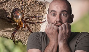 Joe Duffy listeners horrified as string of Irish people detail encounters with false widow spiders - Extra.ie