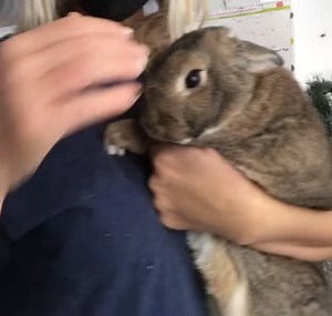 56K views · 8.8K reactions | ADOPTED! A plea from Peter Rabbit-...