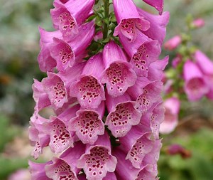 Foxglove: How to Grow and Care for Foxglove - Garden Lovers Club