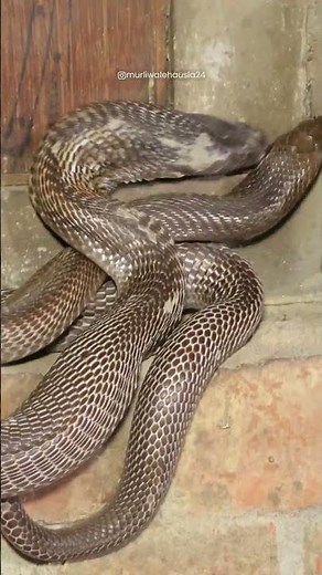 murali wale hosla short video #muraliwale #shortsvideo