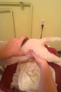 Expressing the bladder of a paralyzed dog :)