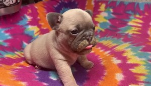 1.1K views · 66 reactions | Addison and Trampas pack born August 30...