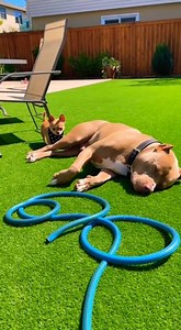 GARDEN HOSE SNAKE PRANK 😂🐍🚿🇺🇸 #funnydog #dogcomedy #AI #LOLAnimalss #chihuahua #rottweiler | Everyday Aww