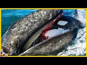 20 Volte Gli Animali Marini Hanno Sfidato L’avversario Sbagliato
