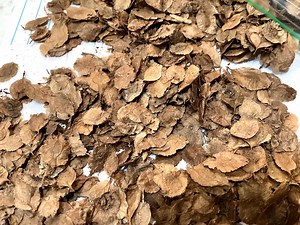 Chinese Elm Tree Seeds (ULMUS PARVIFOLIA) (lacebark Elm) - Etsy