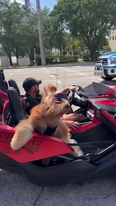 Dog loves his lips flapping in the wind! #goldendoodle #dogdad #willsmith | Brodie That Dood