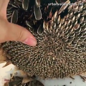 600K views · 4.5K reactions | Eating seeds as a pastime activity urbanvalleyredux | IG | 9GAG | Facebook
