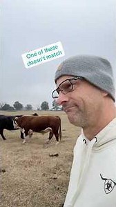 This bull does not belong to me 😳