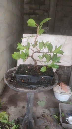 Un proyecto de Icaco🌳 Arbolito frutal Nombre científico: Chrysobalanus Icaco🌳 . . . #greenlifeve #greenlifevearboles #chrysobalanusicaco #bonsai #bonsaigarden | greenlifeve