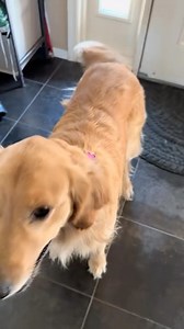 1.7K views · 67 reactions | Excuse me #dogs | Bunsen Berner | Facebook