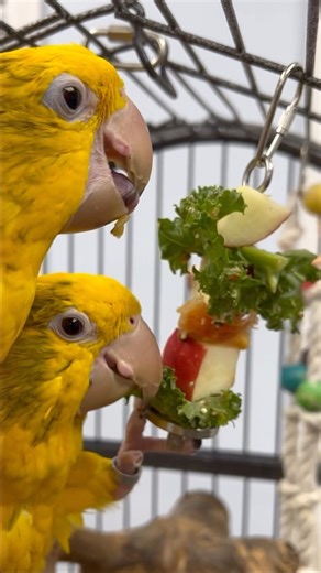 Delicious chop😋 What’s your parrot’s favorite chop ingredient? #parrotchop #goldenconure #quakerparrot #greencheekconure #africanringneck #indianringneckparakeet #blueheadedmacaw #macaw #blueandgoldmacaw #cuteparrot #cutebirds #cuteanimals #happyparrot #parrot #parrots #parrotlife #loveparrots #parrotlove #parrotsofinstagram #parrotsofig #parrotstars #parrotstarsarlingtonheights | Parrot Stars