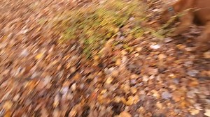 Moving and grooving with our Wednesday woofers 🐕🍂⛰️ with Peter, Milo, Coco, Gator, Radar, Quint, Domino, Maple, Finn, Sadie and Dakota | Active Dog LLC