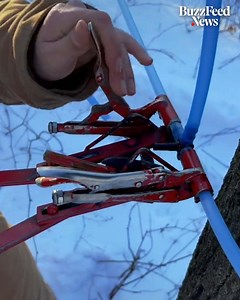 13K views · 56 reactions | Up to 2,000 gallons of maple tree sap can be collected overnight using this system ? | Tasty UK | Facebook