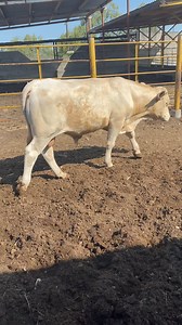 2.3K views · 69 reactions | Escoge el tuyo quedan pocos !! Pide informes con gusto te asesoramos | Rancho El Rincón | Facebook