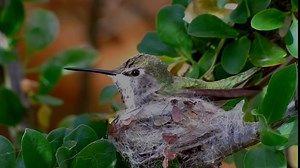 5.5" Hummingbird Nesting Home with Nesting Fibers Enclosed in Red Flower, Easily Clips on Branch, Bushes for Outdoor Patio Garden