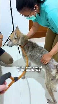 This Dog Spent Years Locked Away And Still Loves Everyone | The Dodo