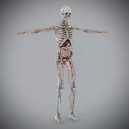 3D Human Male Anatomy