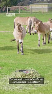 On the menu: horseplay! Asian Wild Horses at Werribee Open Range Zoo are diving head first into their latest novel experience, with several of the notoriously shy herd animals seen enthusiastically bobbing for apples. | Zoos Victoria