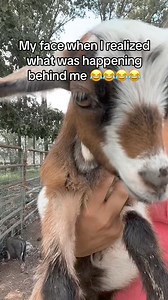And this is what i deal with when everyone gets put in the holding pen so i can clean their barns ?? | Terry Creech
