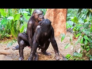 Quand la Nature Appelle - La Puissance Brute de l'Accouplement Animal