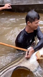 3.5M views · 35K reactions | Detik-detik Warga Suku Dayak Menombak Ikan Tapah Borneo di Sungai Kalimantan | PULAU BORNEO KALIMANTAN | Pena Newsroom | Facebook