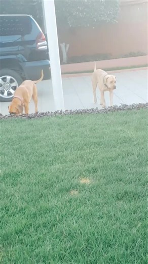 Só pq sim, gostei da música 🤷‍♀️ #fyp #vem16k #jupiter #star #laya #boerboels #papagaio #pet #petlover #foryou #foryoupage #fyy