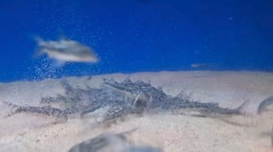 Aspidoras rochai feeding frenzy 🤣 | Pier Aquatics