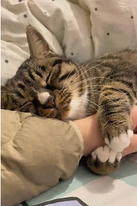 Clingy Cat Moments: Cute, Funny & Adorable Kitten Clips